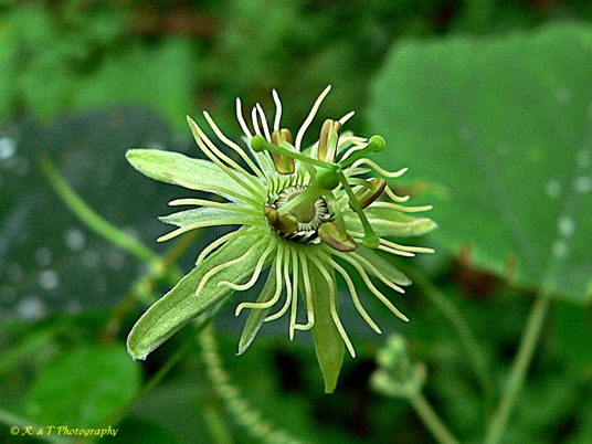 {Passiflora lutea}